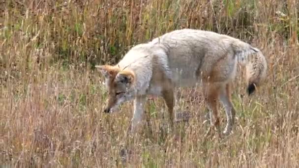 美国怀俄明州黄石国家公园 一只土狼正在草地上聚精会神地倾听一只小动物的声音 — 图库视频影像