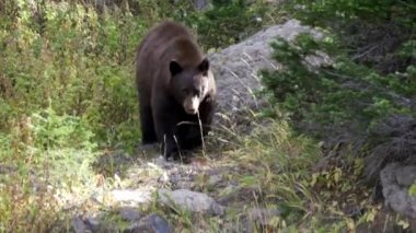 Wyoming, ABD 'deki Yellowstone Ulusal Parkı' ndaki Washburn Dağı 'ndan bir turist uzaklaşırken siyah ayı yaklaşıyor.