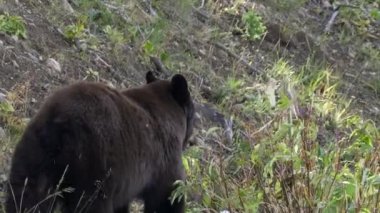 Wyoming, ABD 'deki Yellowstone Ulusal Parkı' nda böğürtlen yiyen bir siyah ayı.