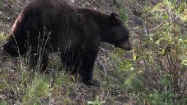 Wyoming, ABD 'deki Yellowstone Ulusal Parkı' nda Washington Dağı 'nda böğürtlen yiyen bir kara ayının arka görüntüsü.