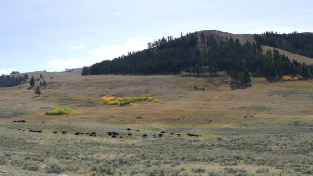 Ett Vidvinkelklipp Bisonhjord Och Asp Gulstens Nationalpark Wyoming Usa — Stockvideo