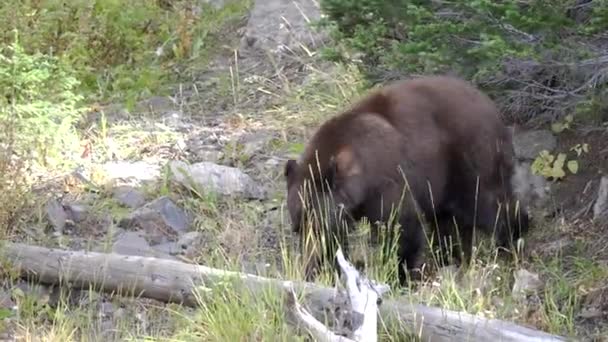 Urso Preto Caminha Direção Câmera Pára Washburn Parque Nacional Yellowstone — Vídeo de Stock