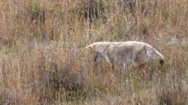 Wyoming 'in Yellowstone Ulusal Parkı' ndaki bir çayırdaki farenin ardından bir çakal havaya sıçrayıp uzun otlara dalıyor.