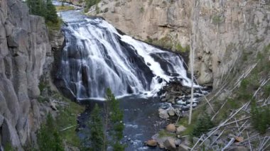 Wyoming, ABD 'deki Yellowstone Ulusal Parkı' na yakın bir öğleden sonra Gibbon düştü.