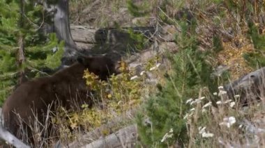 Wyoming, ABD 'deki Yellowstone Ulusal Parkı' nda böğürtlenlerle beslenen bir kara ayıya yaklaşıyoruz.