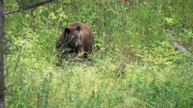 Bir siyah ayı yeşil çimlerin üzerinde duruyor ve Wyoming 'deki Yellowstone Ulusal Parkı' nda leş yiyor.