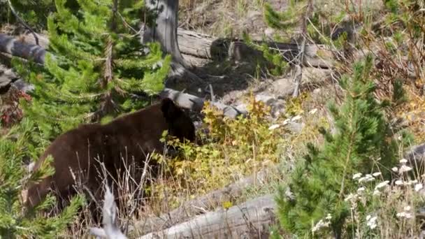Magas Szögű Lövés Egy Fekete Medve Eszik Bogyókat Mount Washburn — Stock videók