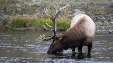 Wyoming 'deki Yellowstone Ulusal Parkı' na bakıp içmeyi bırakan bir geyik boğasına yaklaşıyoruz.