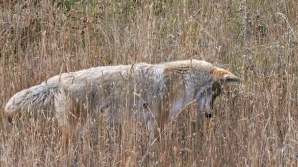 Primo Piano Coyote Che Ascolta Piccolo Animale Preda Nel Parco — Video Stock