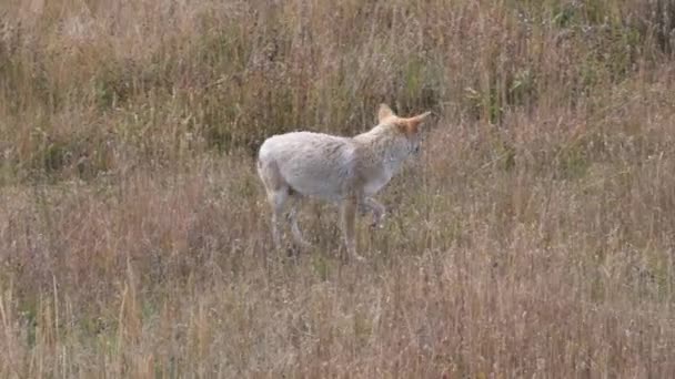 Tracking Shot Coyote Che Cammina Prato Del Parco Nazionale Yellowstone — Video Stock