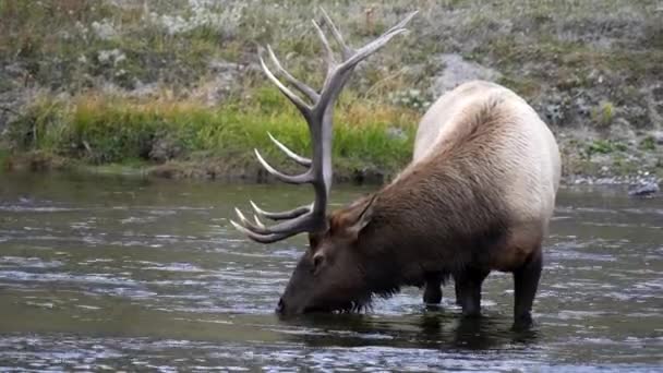 靠近一头停止饮酒的麋鹿 抬头看着美国怀俄明州的黄石国家公园 — 图库视频影像
