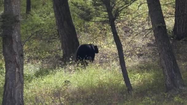 Черный Медведь Поднимается Холм Йеллоустон Национального Парка Вайоминге Сша — стоковое видео