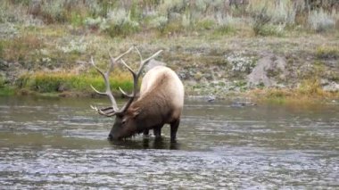 Wyoming, ABD 'deki Yellowstone Ulusal Parkı' ndaki Madison Nehri 'nden su içen bir geyik.