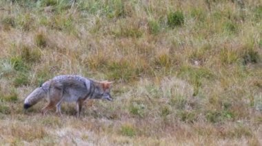 Wyoming, ABD 'deki Yellowstone Ulusal Parkı' nda otlak bir çayırda av avlayan bir çakal.