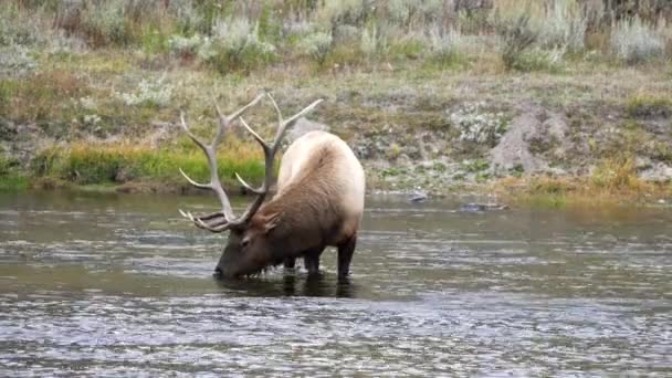 在美国怀俄明州黄石国家公园 一只公麋鹿正在从麦德森河中喝水 — 图库视频影像