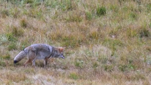 Mangsa Berburu Anjing Hutan Padang Rumput Taman Nasional Yellowstone Wyoming — Stok Video