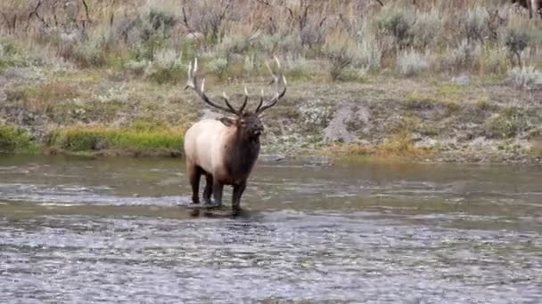 在美国怀俄明州黄石公园的麦迪逊河中 一只头抬起的公麋鹿站在那里 — 图库视频影像