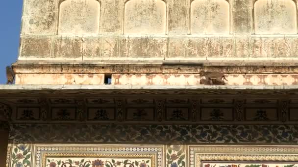 Monos Escalando Los Edificios Entrada Del Palacio Ciudad Jaipur India — Vídeos de Stock