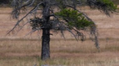 Wyoming, ABD 'deki Yellowstone Ulusal Parkı' ndaki çayırda koşan iki boz ayı yavrusunun izini sürüyorum.