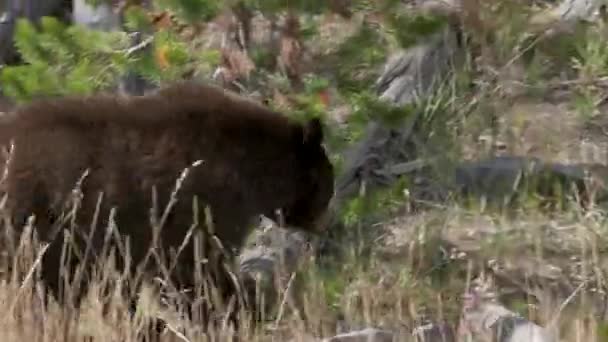 Tiro Rastreamento Urso Preto Andando Parque Nacional Yellowstone Wyoming Eua — Vídeo de Stock