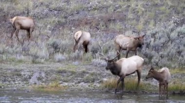 Boğa geyiği Wyoming, ABD 'deki Yellowstone Ulusal Parkı' nda Madison Nehri 'ne giriyor.