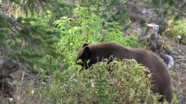 Wyoming, ABD 'deki Yellowstone Ulusal Parkı' ndaki Washington Dağı 'nda böğürtlenlerle beslenen siyah ayının yan görüntüsü.