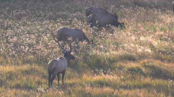 Vista Posteriore Toro Alce Con Mucche Durante Carreggiata Parco Nazionale — Video Stock