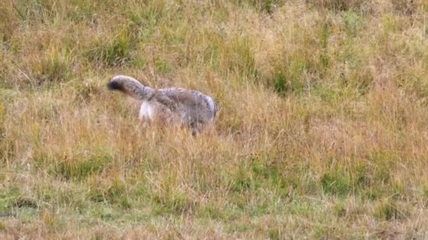 Coyote Meadow Pounces Prey Yellowstone National Park Wyoming Usa — Stock Video