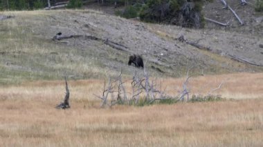 Wyoming, ABD 'deki Yellowstone Ulusal Parkı' nda yürüyen bir boz ayının izini sürüyorum.