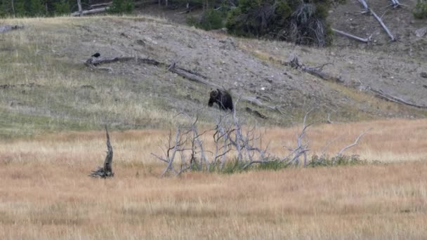 Стеження Зйомкою Ведмедя Йде Пагорб Національному Парку Хеллоустоун Місті Вайомінг — стокове відео