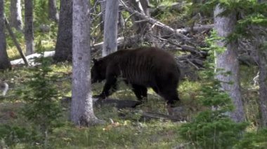 Wyoming, ABD 'deki Yellowstone Ulusal Parkı' nın tepesindeki çam ormanında yürüyen bir kara ayının izini sürüyorum.