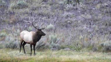 Wyoming, ABD 'deki Yellowstone Ulusal Parkı' nda Madison Nehri 'nin kıyısında duran boğa geyiği.