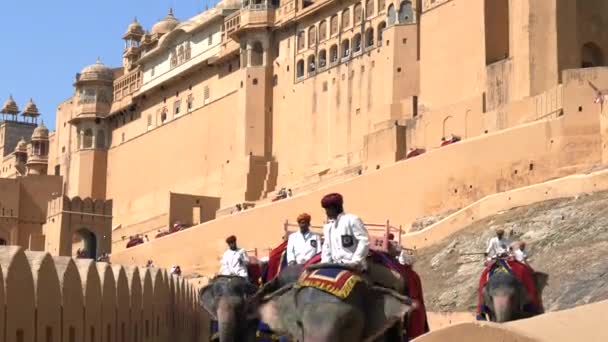 Jaipur Indien März 2019 Mehrere Mahouts Reiten Auf Elefanten Amer — Stockvideo