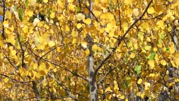 Κλείσιμο Ενός Δέντρου Aspen Φθινόπωρο Φύλλωμα Στο Τόξο Λυγίσει Στο — Αρχείο Βίντεο