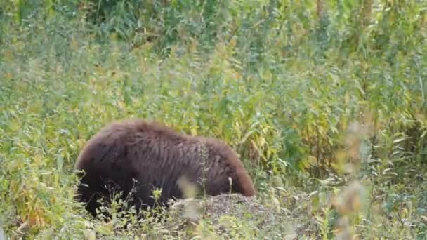 Черный Медведь Жует Падалью Национальном Парке Йеллоустон Вайоминге Сша — стоковое видео