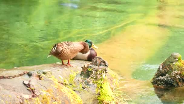 Ein Paar Stockenten Ruhen Neben Einem See Nationalpark Plitvicer Seen — Stockvideo