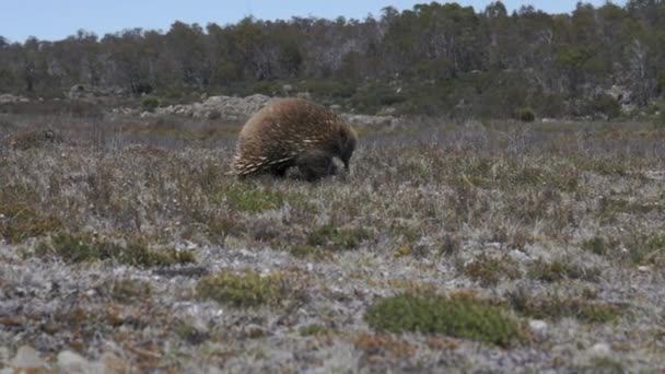 Foraggiamento Echidna Cibo Nella Natura Selvaggia Tasmania Occidentale Australia — Video Stock