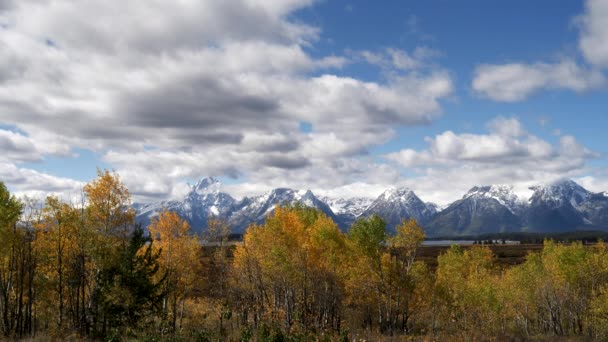 Osiky Podzimním Listoví Vrbových Bytech Velkém Tetonském Národním Parku Spojených — Stock video