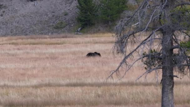在美国怀俄明州黄石公园的草地上散步的灰熊宝宝 — 图库视频影像