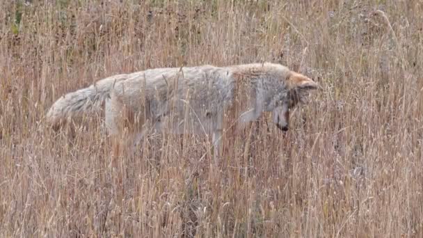 Close Coyote Listing Prey Yellowstone National Park Wyoming Usa — стоковое видео