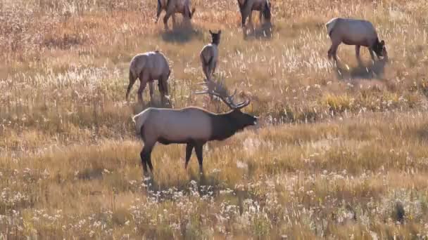 High View Elk Bull Rogling Rut Yellowstone National Park Wyoming — стоковое видео