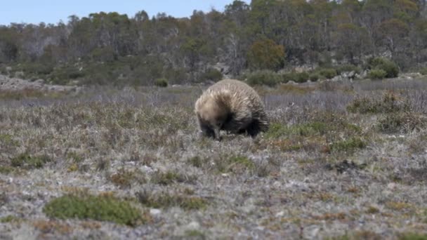 Spårning Ekhidna Som Söker Föda Det Centrala Platåbevarandeområdet Tasmanien Australien — Stockvideo