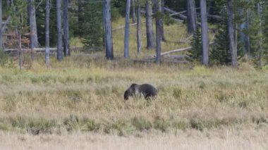 Wyoming, ABD 'deki Yellowstone Ulusal Parkı' nın kanyon kavşağındaki çayırda yiyecek arayan bir boz ayı.