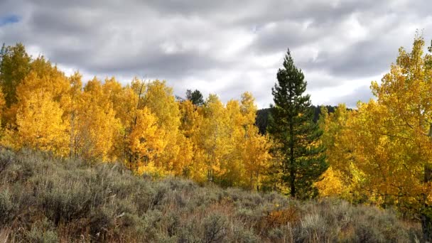Fenyőfa Egyesült Államok Nagy Teton Nemzeti Parkjában Oxbow Kanyarban — Stock videók