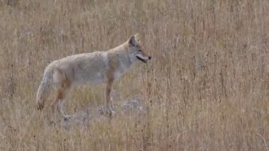 Wyoming, ABD 'deki Yellowstone Ulusal Parkı' nda bir çakal durup bir kayanın üzerinde duruyor.