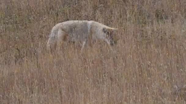 Coyote Inclina Testa Mentre Ascolta Preda Nel Parco Nazionale Yellowstone — Video Stock