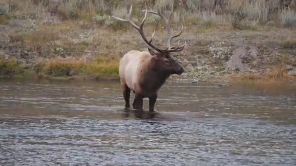 在怀俄明州的黄石公园 一头麋鹿喝了迷迭香河里的水 舔了它的鼻子 — 图库视频影像