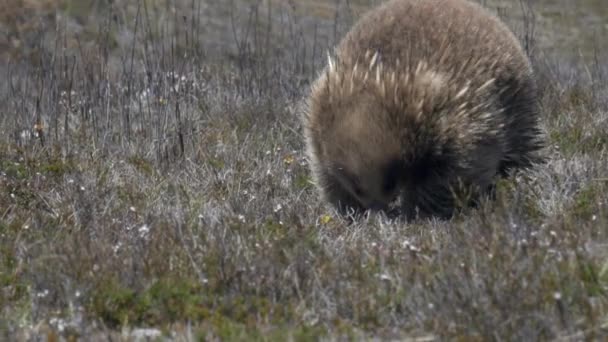 Close Echidna Seeking Food Tasmanias Central Plateau Conservation Area Wilderness — Stock video