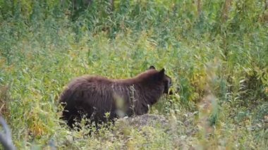 Siyah bir ayı yeşil çimlerde duruyor ve Wyoming, ABD 'deki Yellowstone Ulusal Parkı' nda besleniyor.