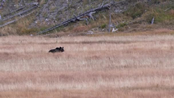 Tiro Longo Urso Pardo Filhote Sentado Prado Parque Nacional Yellowstone — Vídeo de Stock